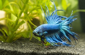 ZOLUX Mousse bleue à maille moyenne pour filtre aquarium ISEO