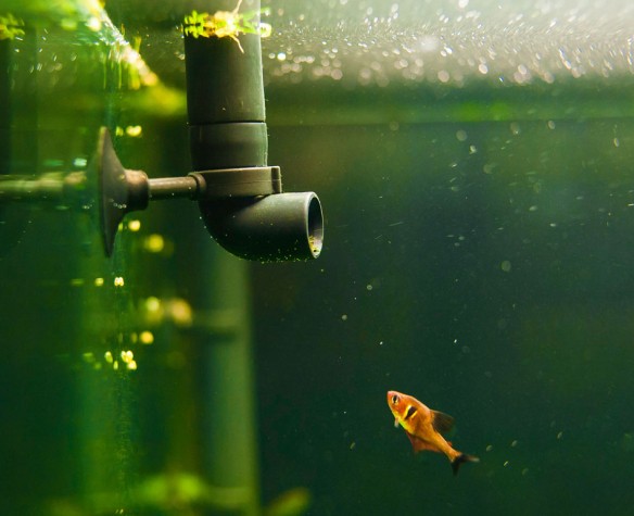 Filtration interne pour petit aquarium d'eau douce. - Aquariofil