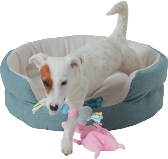 Zolux jouets pour chiot, animaux en latex. : Animaux Market
